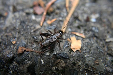 蟋蟀代表什麼 木類工作